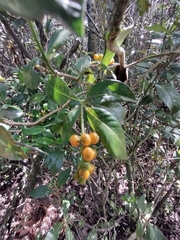 Palicourea boqueronensis