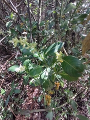 Palicourea boqueronensis