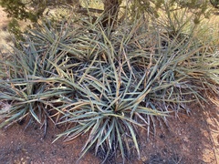 Yucca baccata baccata