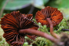 Cortinarius aurantiobasis