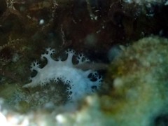 Tritoniopsis elegans