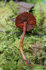 Cortinarius aurantiobasis