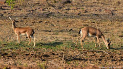 Gazella bennettii