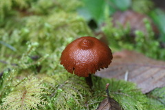 Cortinarius aurantiobasis