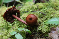 Cortinarius aurantiobasis