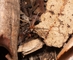 Leptomyrmex rothneyi
