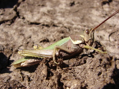 Coryacris angustipennis