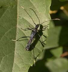 Stenorhopalus gracilipes