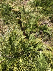 Aciphylla glacialis
