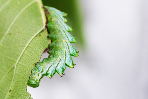 Double-toothed Prominent photo 6