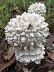 Amanita pyramidifera