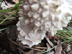 Amanita pyramidifera