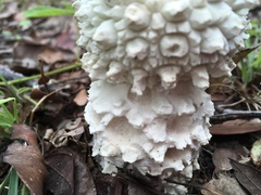 Amanita pyramidifera