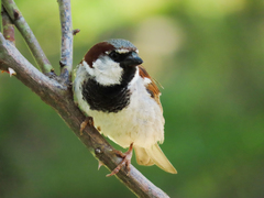 Passer domesticus
