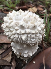 Amanita pyramidifera