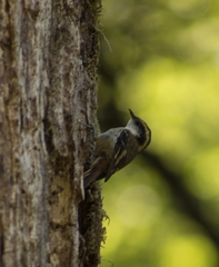 Aphrastura spinicauda spinicauda