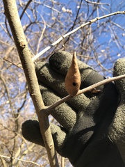 Amphibolips acuminata