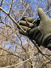 Amphibolips acuminata