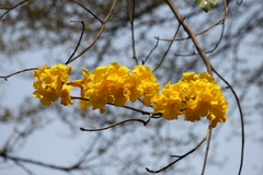 Handroanthus chrysanthus