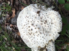 Amanita pyramidifera