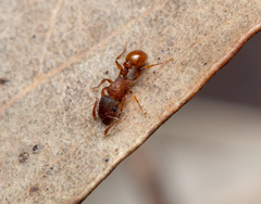 Tetramorium fuscipes