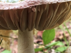 Amanita pyramidifera