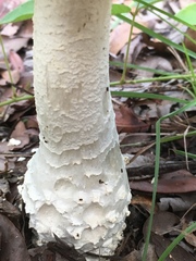 Amanita pyramidifera