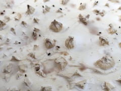 Amanita pyramidifera