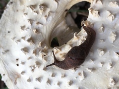 Amanita pyramidifera