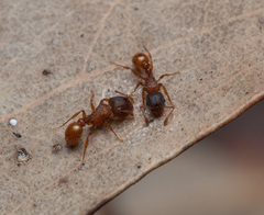 Tetramorium fuscipes