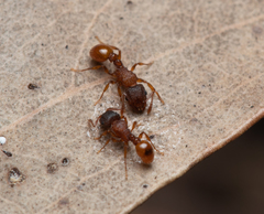 Tetramorium fuscipes