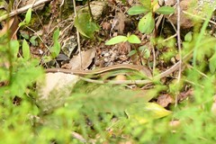 Takydromus septentrionalis