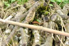 Plestiodon chinensis