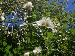 Eucryphia glutinosa