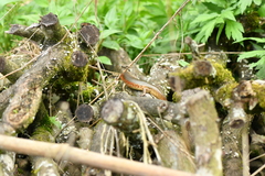 Plestiodon chinensis