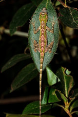 Anolis christophei