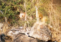 Oreotragus oreotragus stevensoni