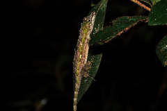 Anolis christophei