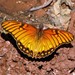 Mariposa Pasionaria - Photo no hay derechos reservados, subido por Hugo Hulsberg