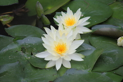 Nymphaea