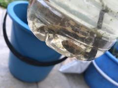 Oxyeleotris marmorata