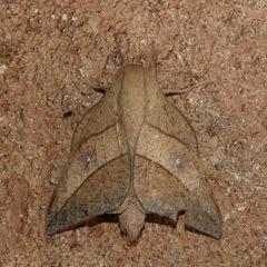 Adeloneivaia