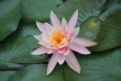 Nymphaea