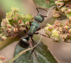 Polyrhachis lydiae