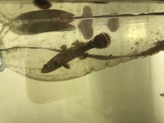 Oxyeleotris marmorata