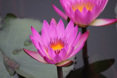 Nymphaea