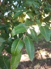 Nothofagus alpina