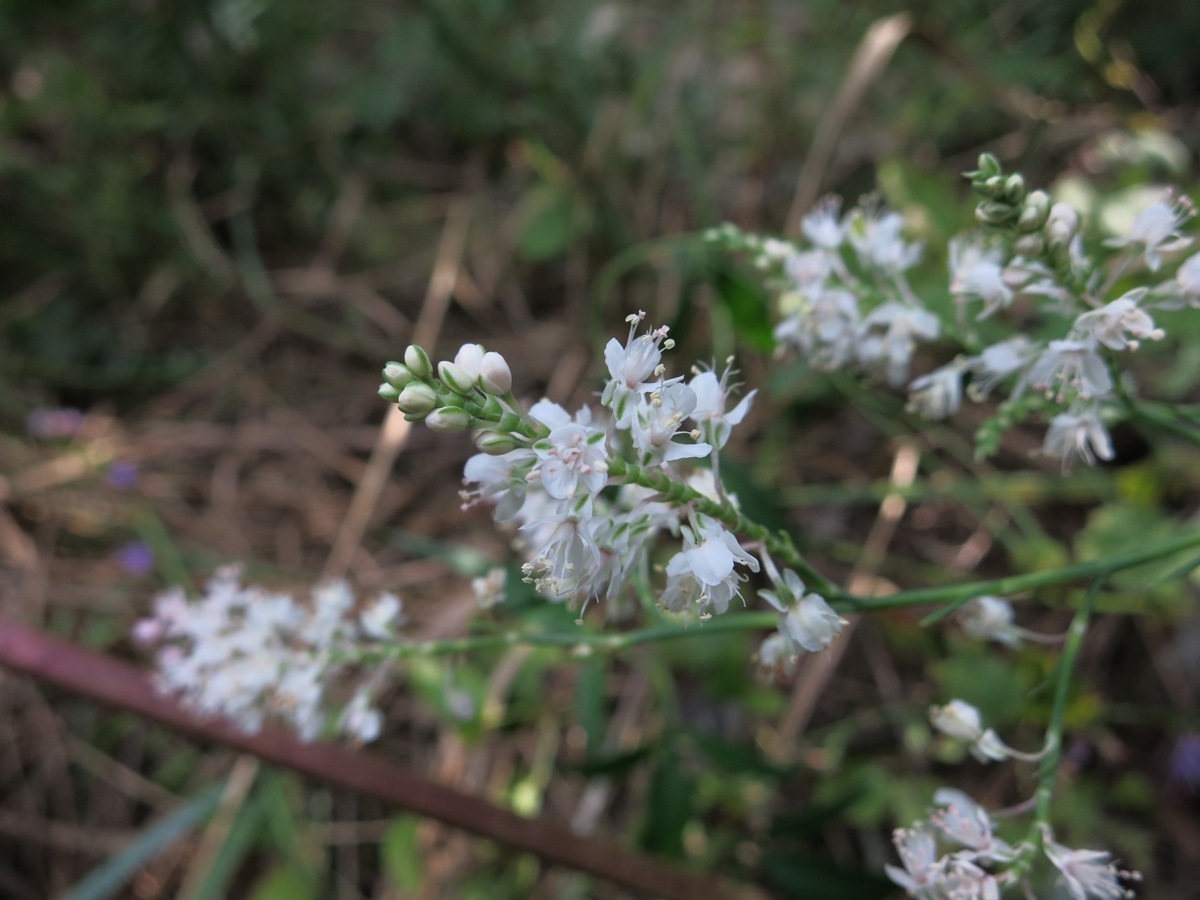 Polygonella americana