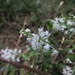 American Jointweed - Photo (c) Evan M. Raskin, some rights reserved (CC BY), uploaded by Evan M. Raskin