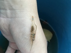 Macrobrachium lanchesteri